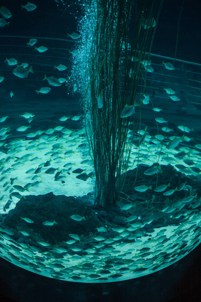 Mavi suda yüzen balık - Fotoğraf, Görsel