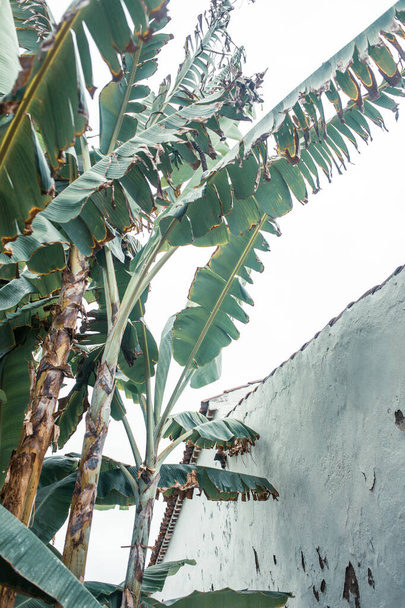 Тропические растения возле древней стены - Фото, изображение