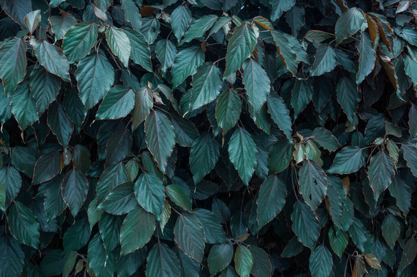 close-up van groene bladeren achtergrond  - Foto, afbeelding