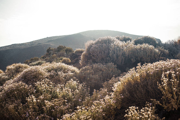 вулканічний пейзаж Тенеріфе, Канарський острів, Іспанія - Фото, зображення
