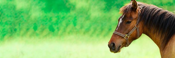 lähikuva upeasta ruskeasta täysiverisestä hevosesta kirkkaalla auringonvalolla. Hevonen huokuu voimaa ja eleganssia, ja harja virtaa lämpimässä kesätuulessa.. - Valokuva, kuva