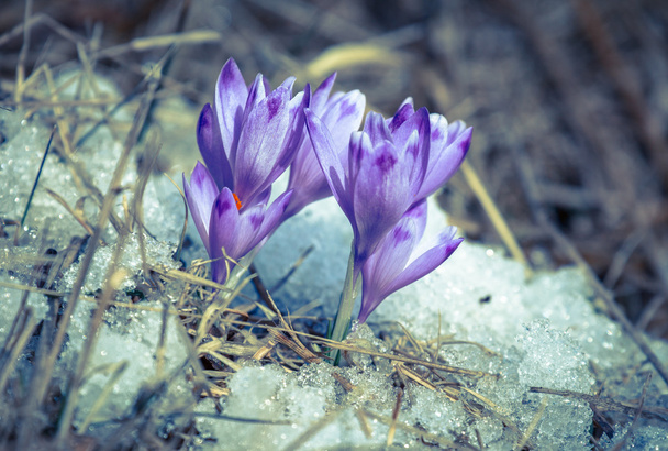Violet flower - crocus - Photo, Image