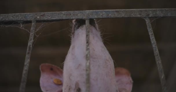 Vista de cerdos en granja ganadera Grupo de lechones Porcinos - Imágenes, Vídeo