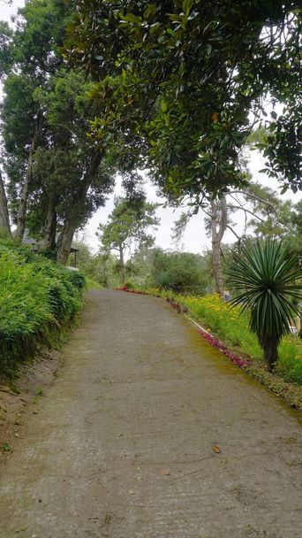 Hermoso jardín pintoresco de Kodaikanal Bryant Park. Uno de los lugares de visita obligada en Queen of Hills Kodaikanal para exuberante vegetación y flores - Foto, imagen