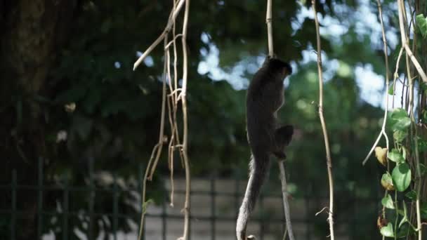 Видео показывает, как обезьяна царапается на виноградной лозе посреди городского движения, с пространством для текста. - Кадры, видео