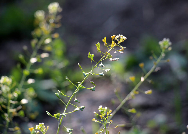 In nature, the field grow Capsella bursa-pastoris - Photo, Image