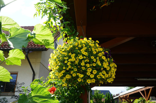 Les fleurs de Calibrachoa fleurissent dans un pot suspendu sous le carport en août. Calibrachoa est un genre de plantes de la famille des Solanaceae. Berlin, Allemagne  - Photo, image