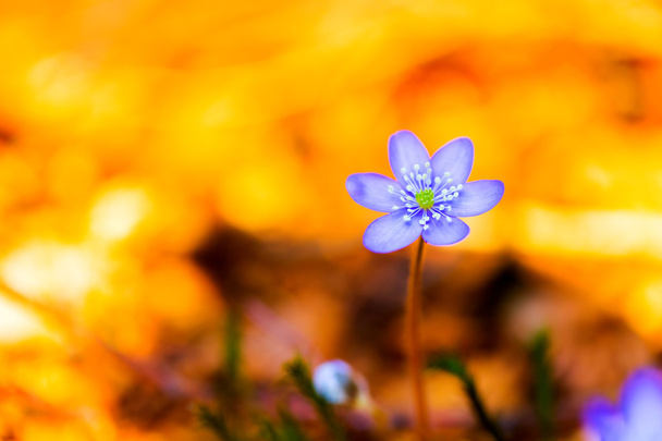 Liverwort Flower - Photo, Image