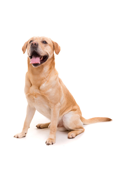 Young Labrador dog - Fotó, kép