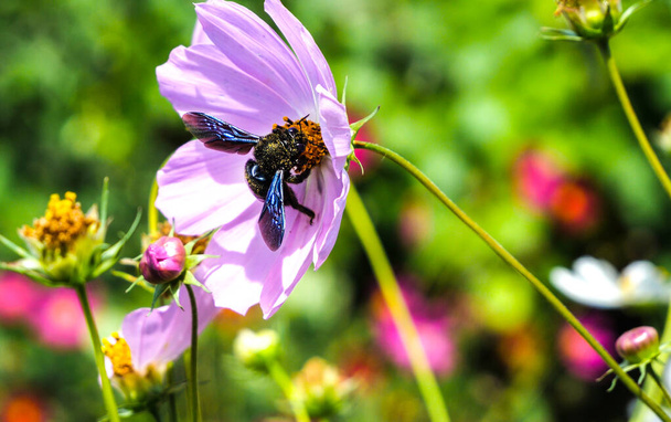 Xylocopa violacea lentää jopa Cosmos kukkia. Violetti puuseppä mehiläinen tai violetti puuseppä kimalainen. Xylocopa violacea. - Valokuva, kuva