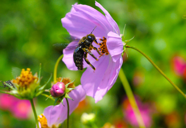 Xylocopa violaceaはコスモスの花まで飛んでいる. 紫色の大工の蜂か紫色の大工のバンブルビー. シロコパ・ヴァイオレシア. - 写真・画像