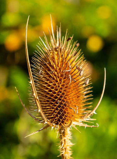 A faded inflorescence of a teasel (Dipsacus). An interesting form of the inflorescence of the teasel. Between the needles are the seeds of the plant. - Photo, Image