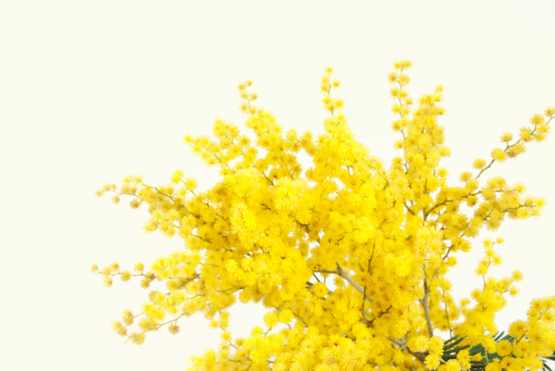 větvička mimózy květin - Fotografie, Obrázek