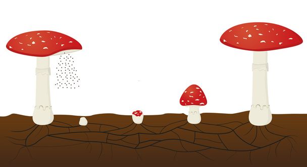 Životní cyklus houby izolované na bílém pozadí. Muchomůrka červená - Vektor, obrázek