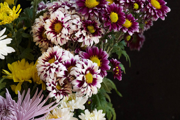 piękne chryzantemy kwiaty, zbliżenie - Zdjęcie, obraz