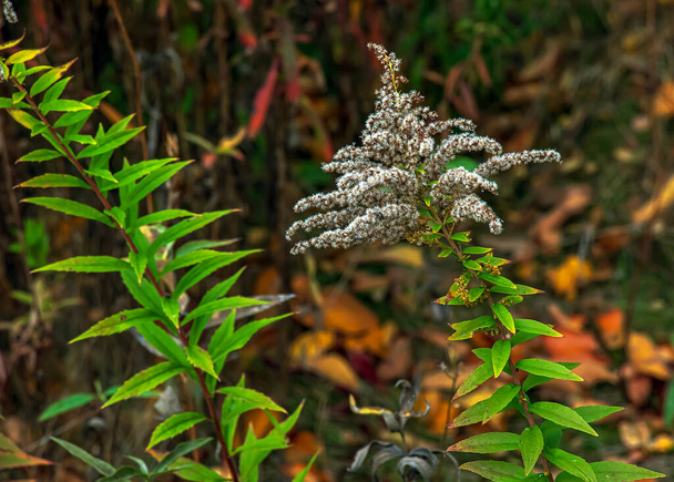 Canadian goldenrod or Solidago canadensis. It has antispasmodic, diuretic and anti-inflammatory effects. - Photo, Image
