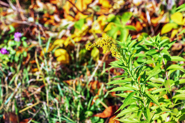 Canadian goldenrod or Solidago canadensis. It has antispasmodic, diuretic and anti-inflammatory effects. - Photo, Image