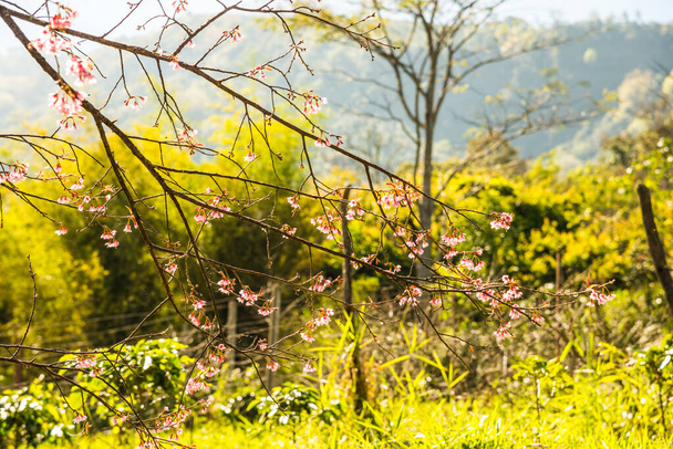 Chiangmai, Tayland 'da kiraz çiçeği parkı.. - Fotoğraf, Görsel