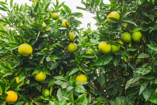 Апельсинове дерево, повне фруктів в саду - Фото, зображення