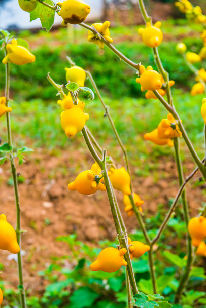Prsaté nebo bradavkové ovoce na rostlině, Thajsko. - Fotografie, Obrázek