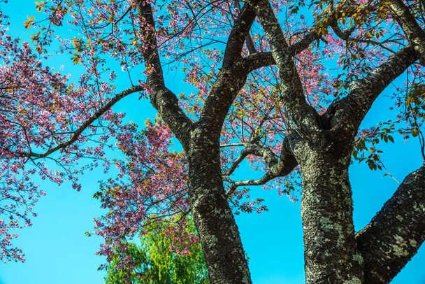 Kiraz ağacı, Tayland.. - Fotoğraf, Görsel
