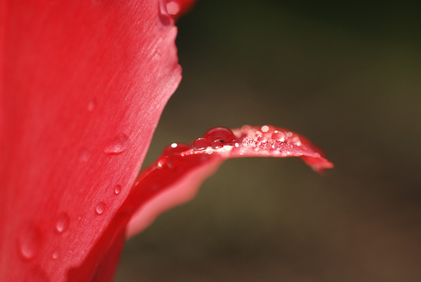 rode bloem - Foto, afbeelding