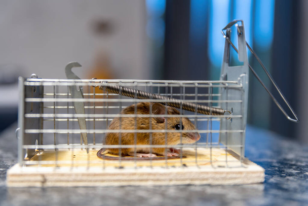 Μικρό ποντίκι κάθεται παγιδευμένο σε μια παγίδα σύρμα κατά θολή φόντο - Φωτογραφία, εικόνα