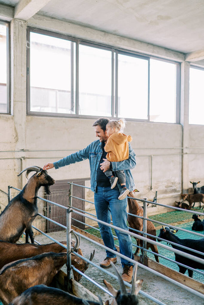 Papá con una niña en sus brazos acariciando una cabra de pie sobre sus patas traseras cerca de la cerca del paddock. Foto de alta calidad - Foto, Imagen