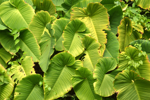 taro leaf - Photo, Image