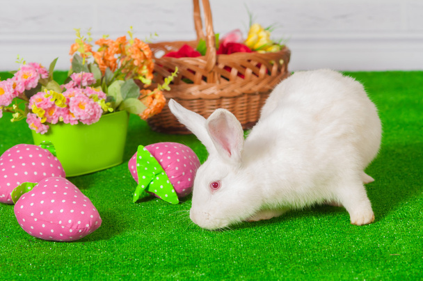 White rabbit on the grass with flowers and a baske - 写真・画像