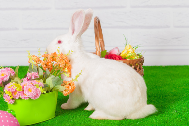White rabbit on the grass with flowers and a baske - Zdjęcie, obraz