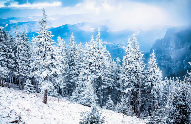 hó borított fenyő csodálatos téli háttér - Fotó, kép