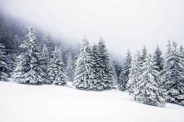 abetos cubiertos de nieve mágico fondo de Navidad - Foto, imagen