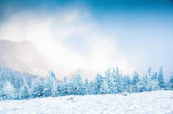 зимний пейзаж со снежными елками в горах - Фото, изображение