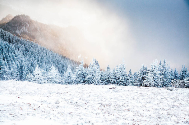 Winterlandschaft mit schneebedeckten Tannen in den Bergen - Foto, Bild