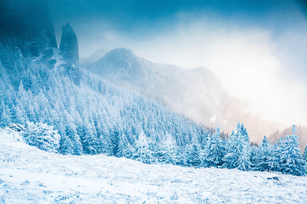 zimowy krajobraz ze śnieżnymi jodłami w górach - Zdjęcie, obraz