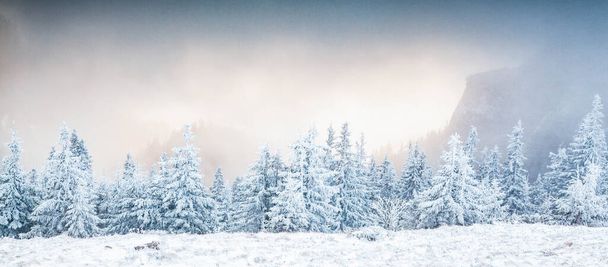 zimní krajina se zasněženými jedlemi v horách - Fotografie, Obrázek