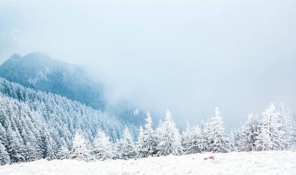 зимний пейзаж со снежными елками в горах - Фото, изображение