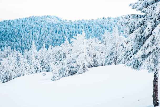удивительный зимний пейзаж со снежными елками - Фото, изображение