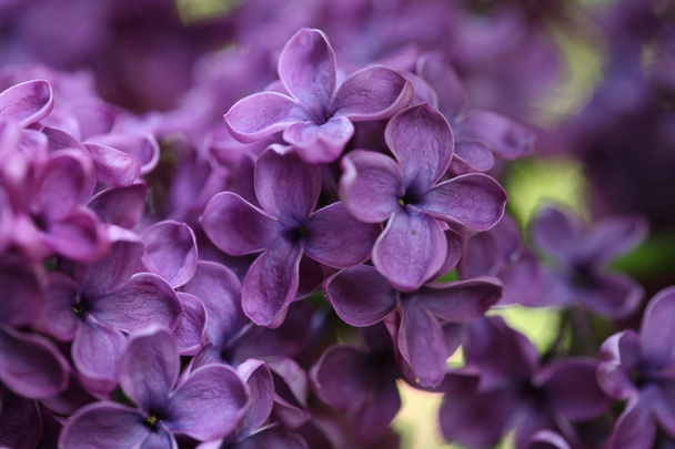 Branch with spring lilac flowers - Photo, Image