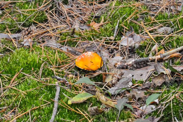 Fly agaric with a red cap in the forest of the Ukrainian Carpathians. - Photo, Image