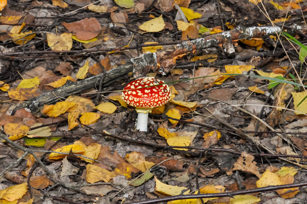 Fliegenpilz mit roter Mütze im Wald der ukrainischen Karpaten. - Foto, Bild