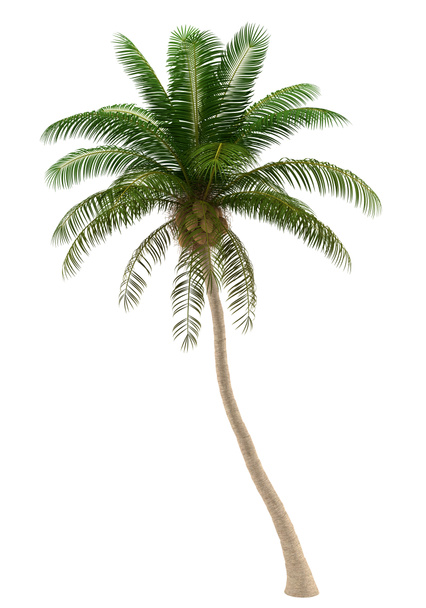 Kokospalme isoliert auf weißem Hintergrund mit Schneideweg - Foto, Bild