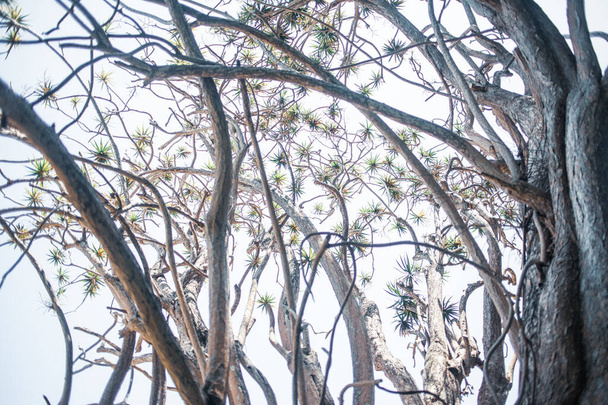Blick auf tropische Bäume, die im Park auf Teneriffa, der Kanarischen Insel, Spanien, Europa wachsen - Foto, Bild