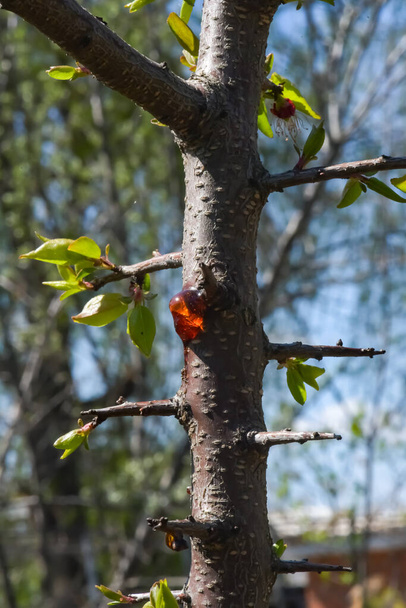 Fagyanta egy fiatal sárgabarackfán - Fotó, kép