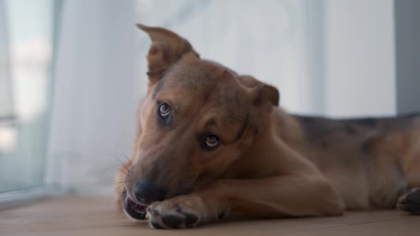 Νεαρός σκύλος τρώει ένα κόκκαλο στο μπαλκόνι - Πλάνα, βίντεο