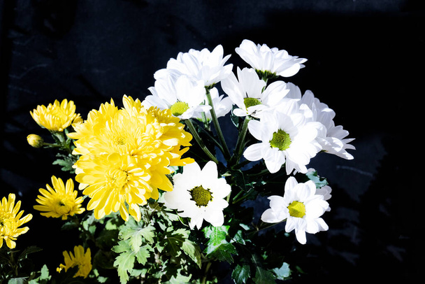 belles fleurs de chrysanthèmes dans le jardin
 - Photo, image