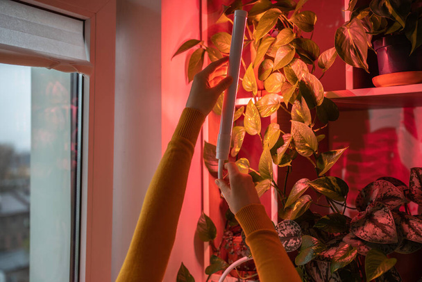 Mulher que instala a lâmpada rosa roxa LED para iluminação suplementar da planta interior na temporada de inverno no apartamento. Houseplant sob lâmpada phyto em casa, compensando a falta de luz do dia real e luz solar. - Foto, Imagem