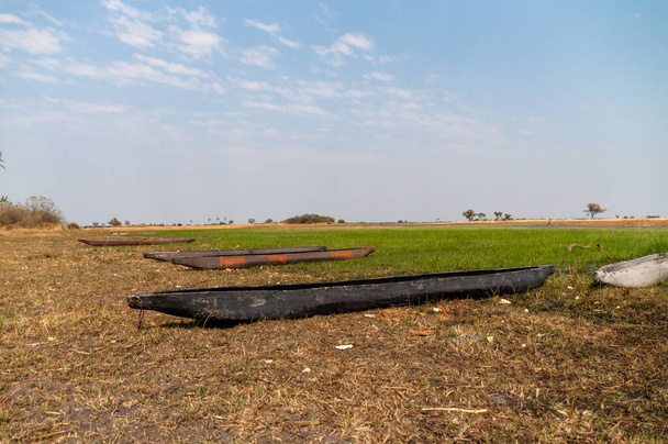 Két Mokori horgonyzott az Okavango deltában, Botswanában.. - Fotó, kép