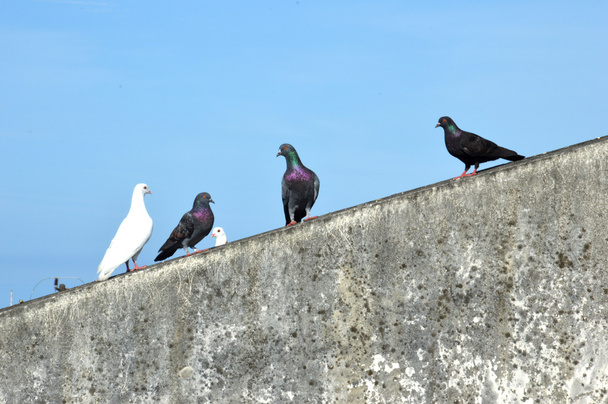 Pigeon - Photo, image